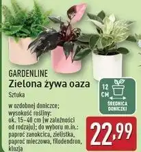 ALDI Kluzja Gardenline oferta