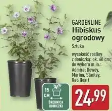 ALDI Hibiskus Gardenline oferta