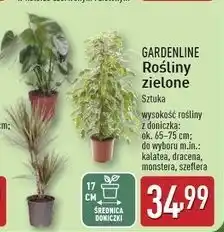 ALDI Szeflera 17 cm Gardenline oferta