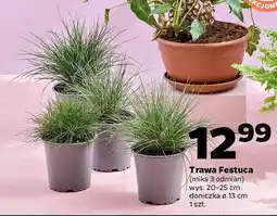 Netto Trawa Festuca oferta