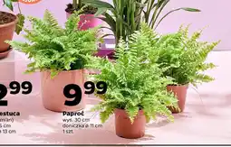 Netto Paproć oferta