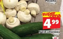 Topaz Ogórek szklarniowy TOPAZ oferta