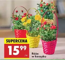 Biedronka Róża w koszyku oferta