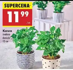 Biedronka Kawa oferta