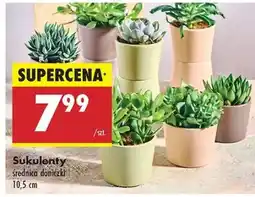 Biedronka Sukulenty oferta
