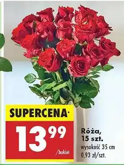 Biedronka Róźa 15 szt oferta