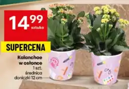 Delikatesy Centrum Kalanchoe oferta