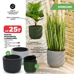 Netto Doniczka mrozoodporna z wkładem Milly oferta
