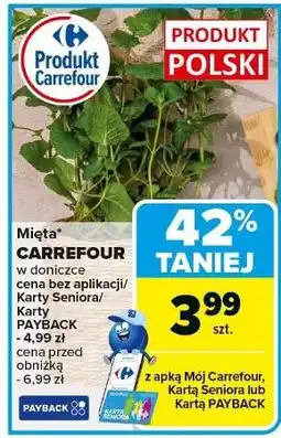 Carrefour Mięta w doniczce Carrefour Targ Świeżości oferta