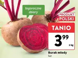 Intermarche Burak młody polski - luz Intermarche oferta
