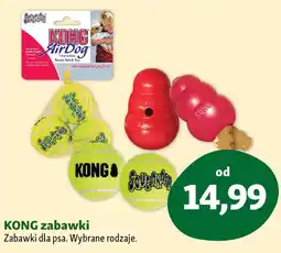 Maxi Zoo KONG zabawki oferta
