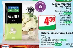 Dino Kalafior róża Mroźny Ogród oferta