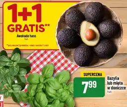 Polomarket Bazylia lub mięta w doniczce POLOmarket oferta