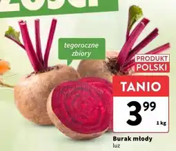 Buraki młode