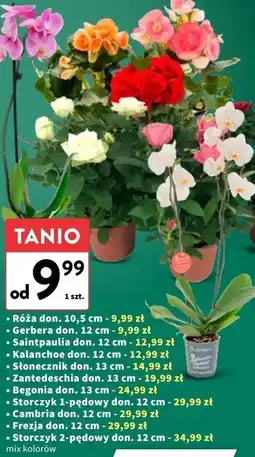 Intermarche Storczyk 2-pędowy don. 12 cm oferta