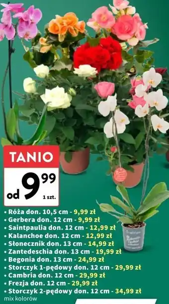 Intermarche Storczyk 2-pędowy don. 12 cm oferta