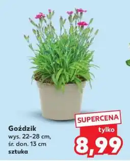 Kaufland Goździk oferta
