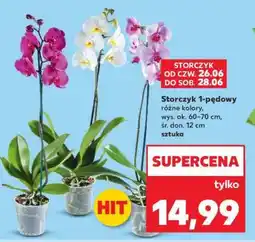 Kaufland Storczyk 1-pędowy oferta