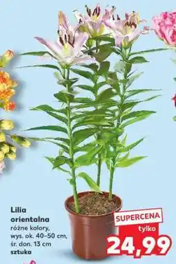 Kaufland Lilia orientalna oferta