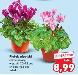 Kaufland Fiołek alpejski oferta