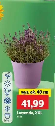 Lidl Lawenda xxl oferta