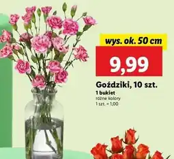 Lidl Goździki oferta