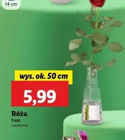 Lidl Róża 50 cm oferta