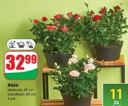 Dino Róża czerwona 20 cm oferta
