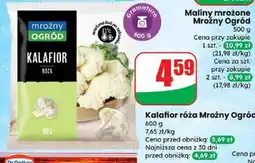 Dino Kalafior Mroźny Ogród oferta