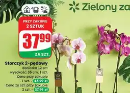 Dino Storczyk 2 pędowy oferta