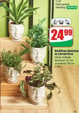 Dino Roślina zielona w ceramicznej doniczce oferta
