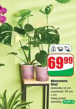 Dino Monstera thai constellation oferta