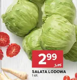Stokrotka Warzywo Sałata Lodowa Stokrotka oferta