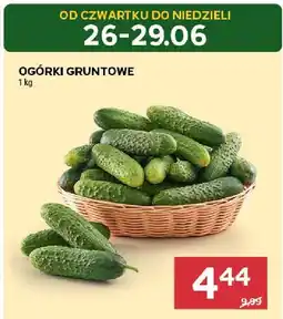 Stokrotka Ogórki gruntowe Stokrotka oferta