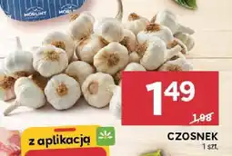 Stokrotka Czosnek Stokrotka oferta