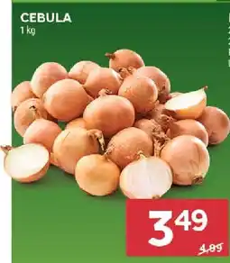 Stokrotka Cebula Stokrotka oferta