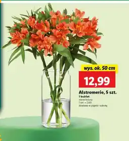 Lidl Bukiet oferta