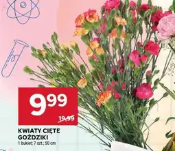 Stokrotka Market KWIATY CIĘTE GOŹDZIKI oferta