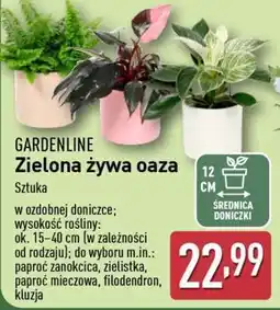 ALDI GARDENLINE Zielona żywa oaza oferta