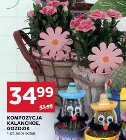 Stokrotka Market Kompozycja Kalanchoe, Goździk oferta