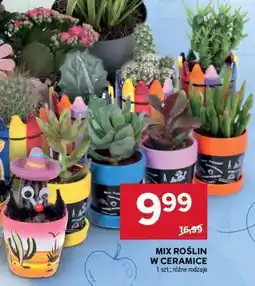 Stokrotka Market MIX ROŚLIN W CERAMICE oferta
