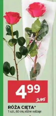 Stokrotka Market Róża cięta oferta