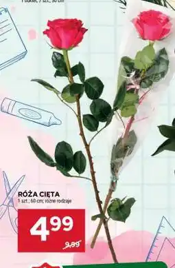Stokrotka Market Róża cięta oferta
