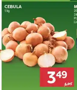 Stokrotka Market Cebula oferta