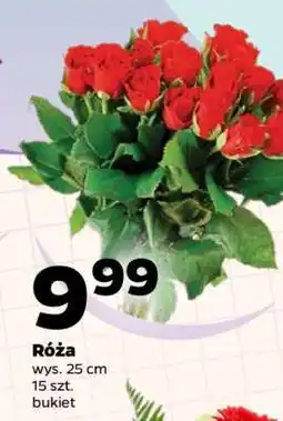 Netto Róża oferta