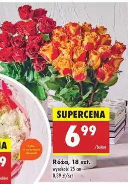 Biedronka Róża, 18 szt oferta