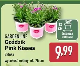ALDI GARDENLINE Goździk Pink Kisses oferta