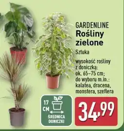 ALDI GARDENLINE Rośliny zielone oferta