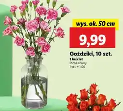 Lidl Goździki, 10 szt oferta