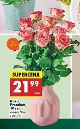 Biedronka Róże premium 50 cm oferta